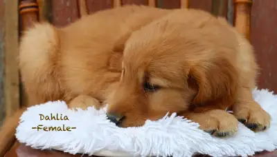 Golden Retriever Puppies, View more