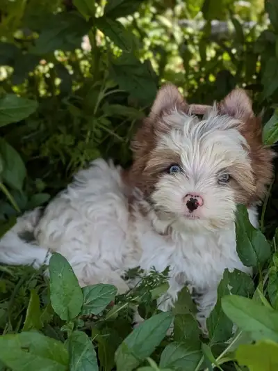 Blue eyed Yorkie, View more