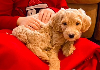 PRICE CUT on last Small & Md Goldendoodle Puppies 