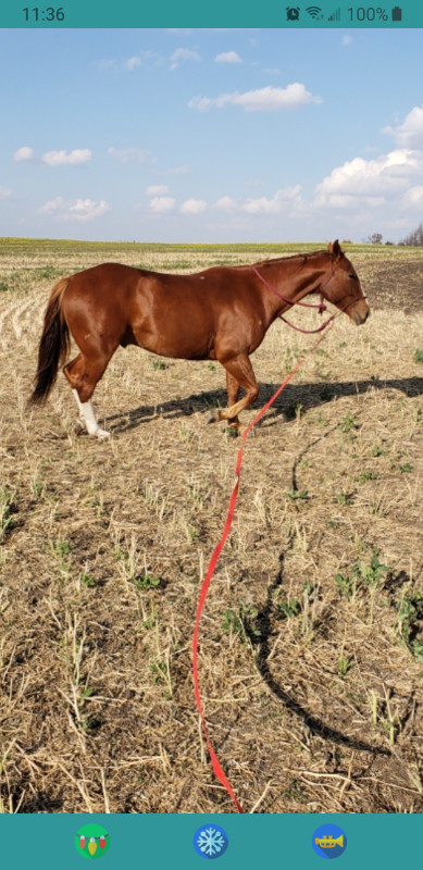 8 yr. old gelding.. in Equestrian & Livestock Accessories in Strathcona County - Image 2