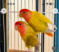 Pair of lovebirds bonded female and male,  with cage 