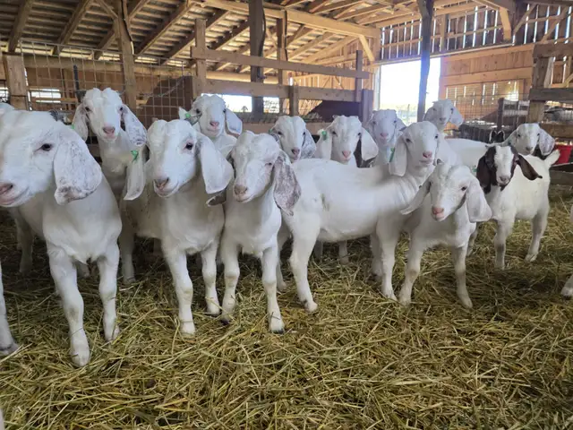 Premium Savannah Breeding Stock (Goat Doelings) For Sale in Livestock in Owen Sound - Image 5