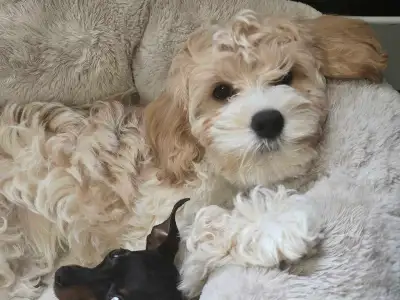 Cockapoo puppies, View more