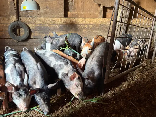 bacon seeds in Livestock in Red Deer - Image 4