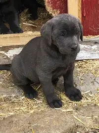 Silver lab cross puppies for sale