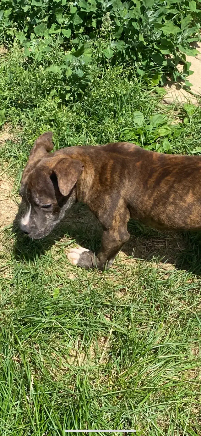 Beautiful Dogo mix pups available good homes in Dogs & Puppies for Rehoming in Mississauga / Peel Region - Image 3