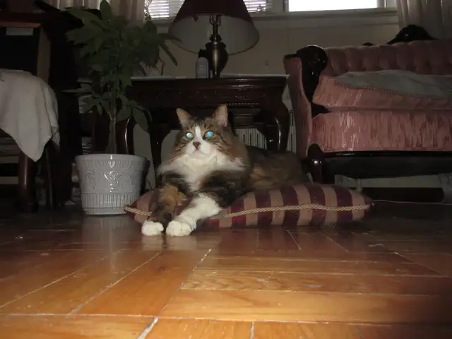Fur People Sitting
