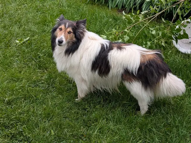 chiot berger shetland femelle in Dogs & Puppies for Rehoming in Longueuil / South Shore - Image 5