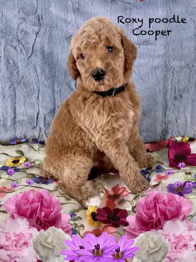 Nous avons des chiots noirs et blanc, bringé, et abricots et rouges Chiots caniche royal élevés en m...