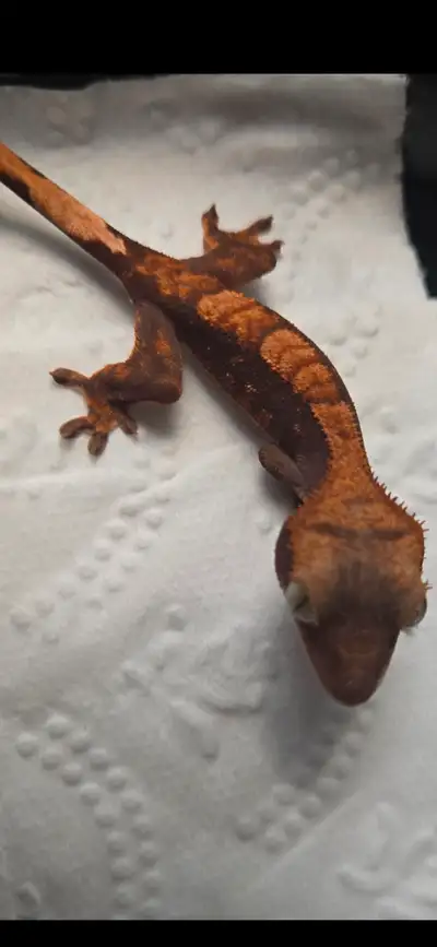 I have 3 Crested Geckos to rehome. 2 Halloween about 6 months old, 1 male, 1 female. 1 Extreme Harle...