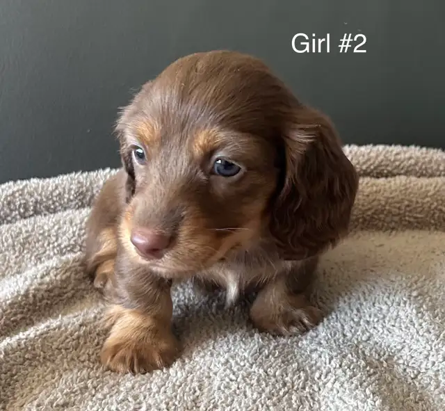 adorable Long Haired Miniature Dachshund in Dogs & Puppies for Rehoming in Mississauga / Peel Region - Image 4
