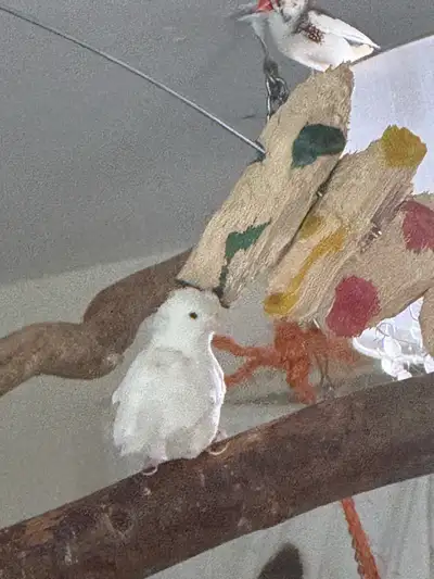 Canaries looking for a place to call home, View more