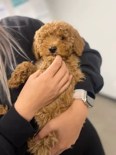 Miniature Poodle, View more