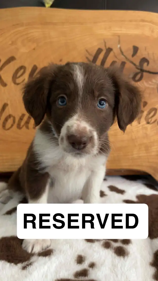 Border Collie Puppies  READY TO GO ! in Dogs & Puppies for Rehoming in Napanee - Image 7