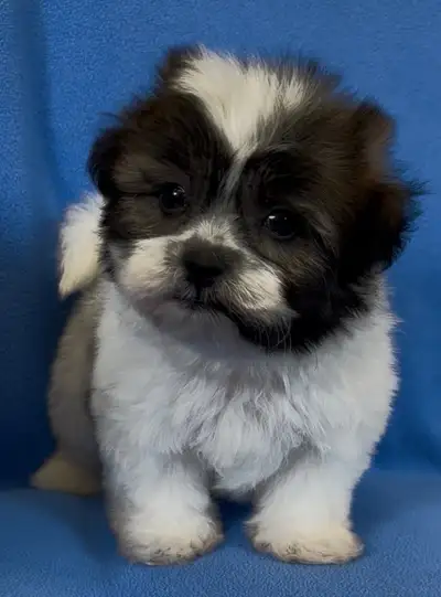 3/4 Shih Tzu x 1/4 Bichon Puppies, View more