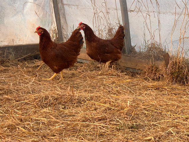 Ready to lay Hens- Rhode Island Red dans Animaux de ferme  à Région des lacs Kawartha - Image 3