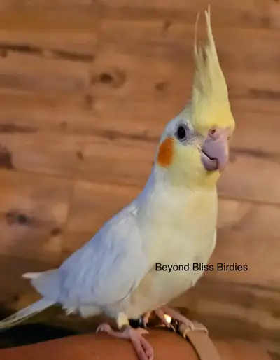 Handraised Lutino Cockatiel babies, View more