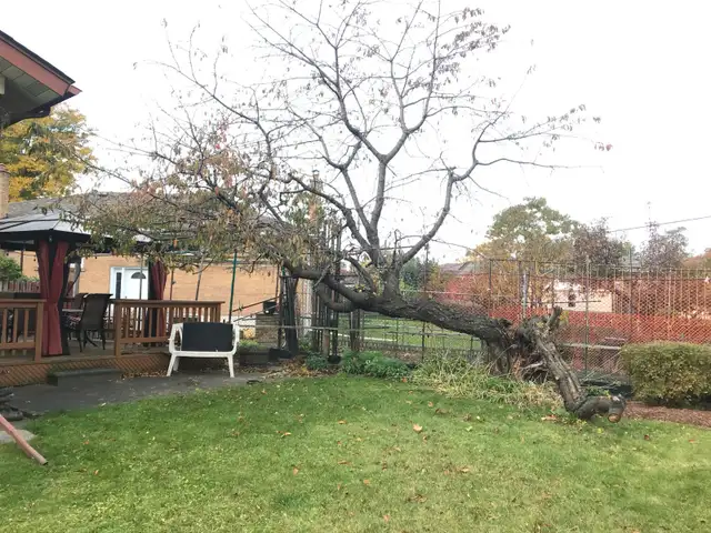****TREE REMOVAL, TREE TRIMMING, STORM DAMAGE*** in Lawn, Tree Maintenance & Eavestrough in City of Toronto - Image 3