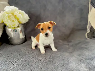 Jack Rusel puppies, View more