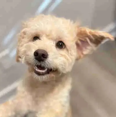 7 month old sweet boy pomapoo (3/4 toy poodle & 1/4 Pomeranian), View more