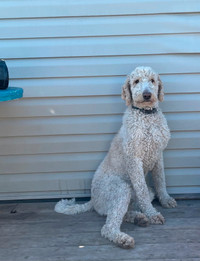 CKC registered standard poodle