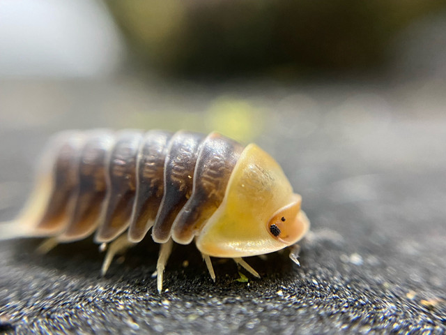 Rubber duckie isopods in Reptiles & Amphibians for Rehoming in Kingston - Image 3
