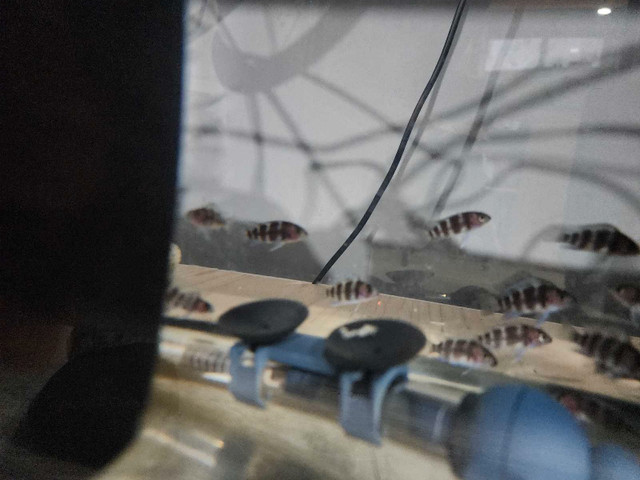 Burundi frontosa babies  in Fish for Rehoming in Annapolis Valley - Image 4