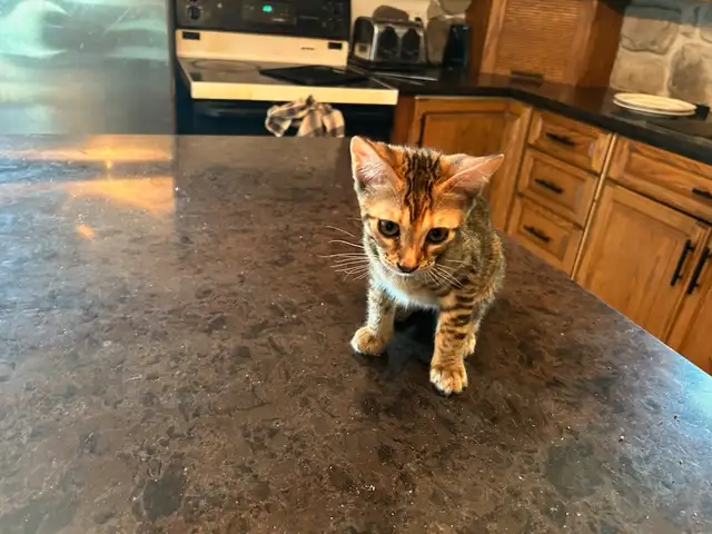 Chaton Bengal - Femelle in Cats & Kittens for Rehoming in Sherbrooke - Image 2