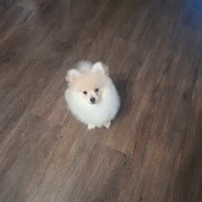 Male Pomeranian Puppy, View more