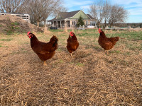 Hens Ready to lays - Rhode Island Red