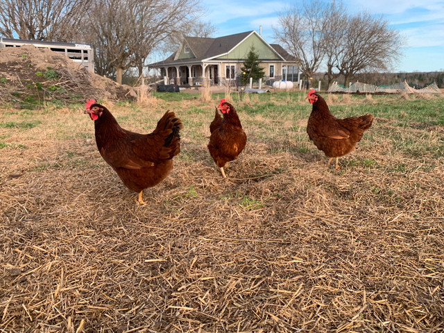 Ready to lay Hens- Rhode Island Red dans Animaux de ferme  à Région des lacs Kawartha