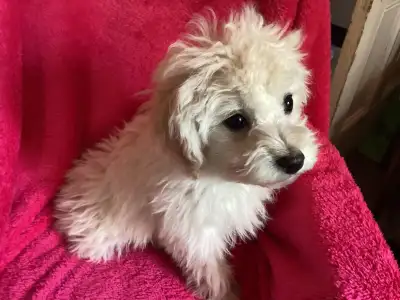1 Havanese puppy still looking for forever homes., View more