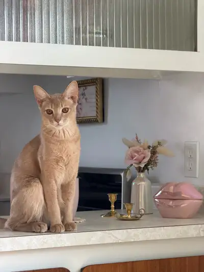 Kitten Abyssinian Chaton Abyssin a adopter, View more