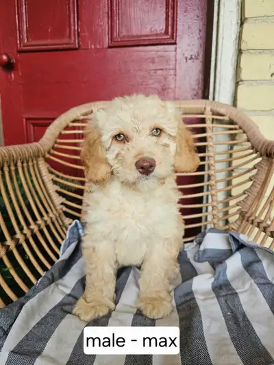 Mini poodle x Male puppy for sale, with green eyes!, View more