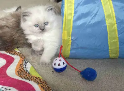 ❣️THREE PUREBRED HIMALAYAN KITTENS❣️READY TO GO APRIL 24th❣️, View more