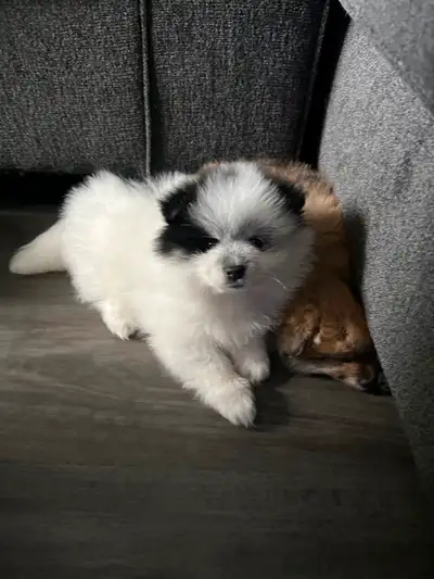 2 Male Pomeranian Puppies need a home make an offer, View more