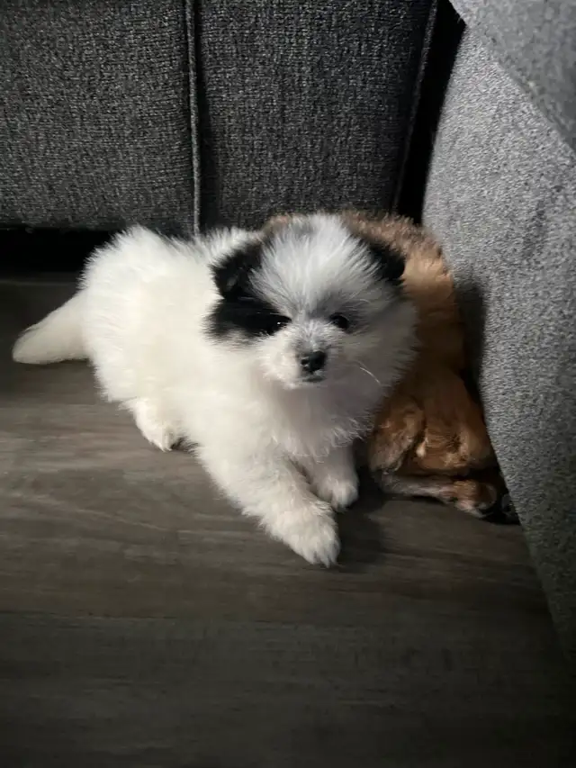 2 Male Pomeranian Puppies need a home make an offer in Dogs & Puppies for Rehoming in Edmonton - Image 2