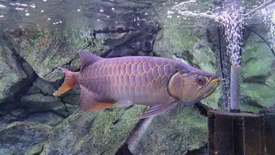 Golden Arowana (Blue Base), View more
