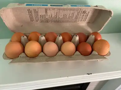 Farm Fresh Eggs in Edmonton, View more