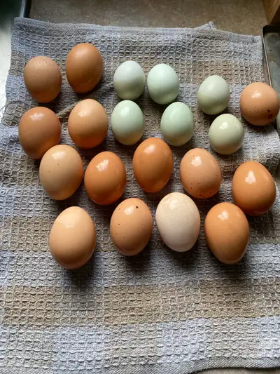 8 poules pondeuses à vendre avec un coq Poules de 2ans elles pondes présentement Vendu ensemble .neg...
