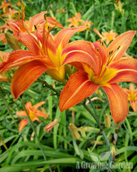 Old-fashioned Orange Lilies - pay what you can