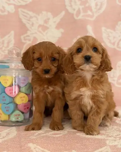 Mini Cockapoo Puppies, View more