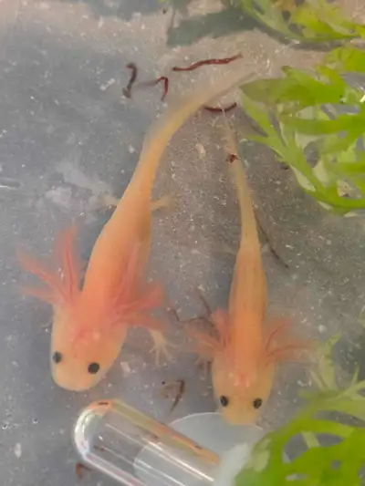Aquarium Axolotl, View more