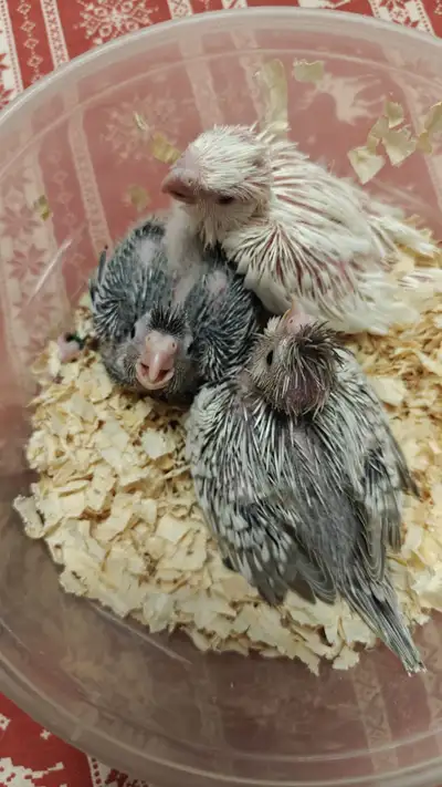 Albino and pearl baby cockatiels for sale handfeeding, View more