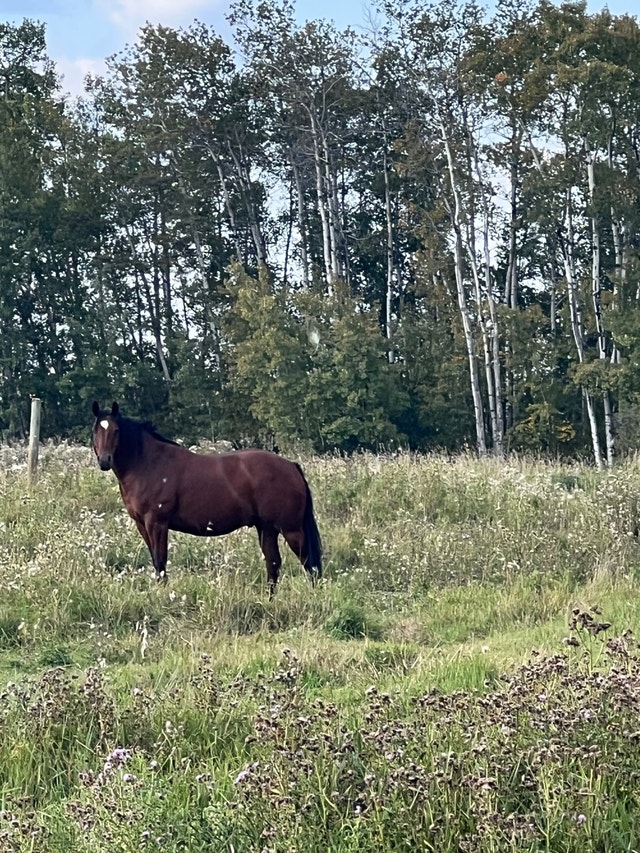 Arab quarter horse Horses & Ponies for Rehoming Grande Prairie Kijiji