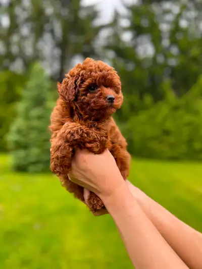 red toy poodle puppies looking for their Forever home, View more