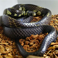 Tiger Rat Snakes