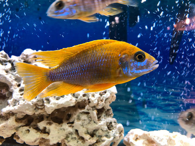 Cichlide africains Lemon jack bébé à Repentigny 514-607-7993 dans Poissons à adopter  à Laval/Rive Nord