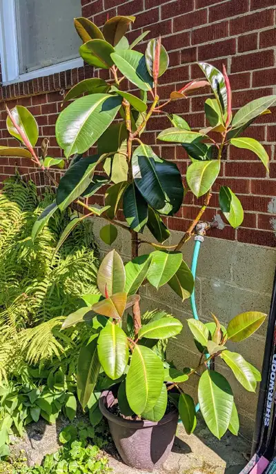 Very Large rubber plant, View more