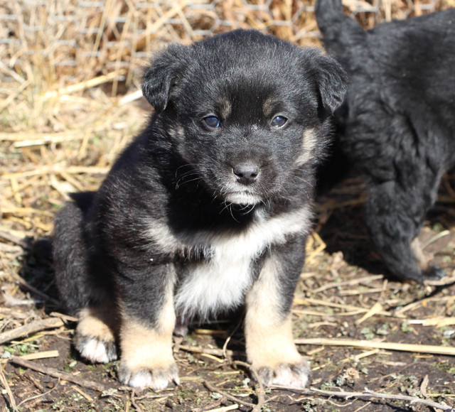 Mother's Day Puppies - Border Collie x German Shepherd in Dogs & Puppies for Rehoming in Strathcona County - Image 4